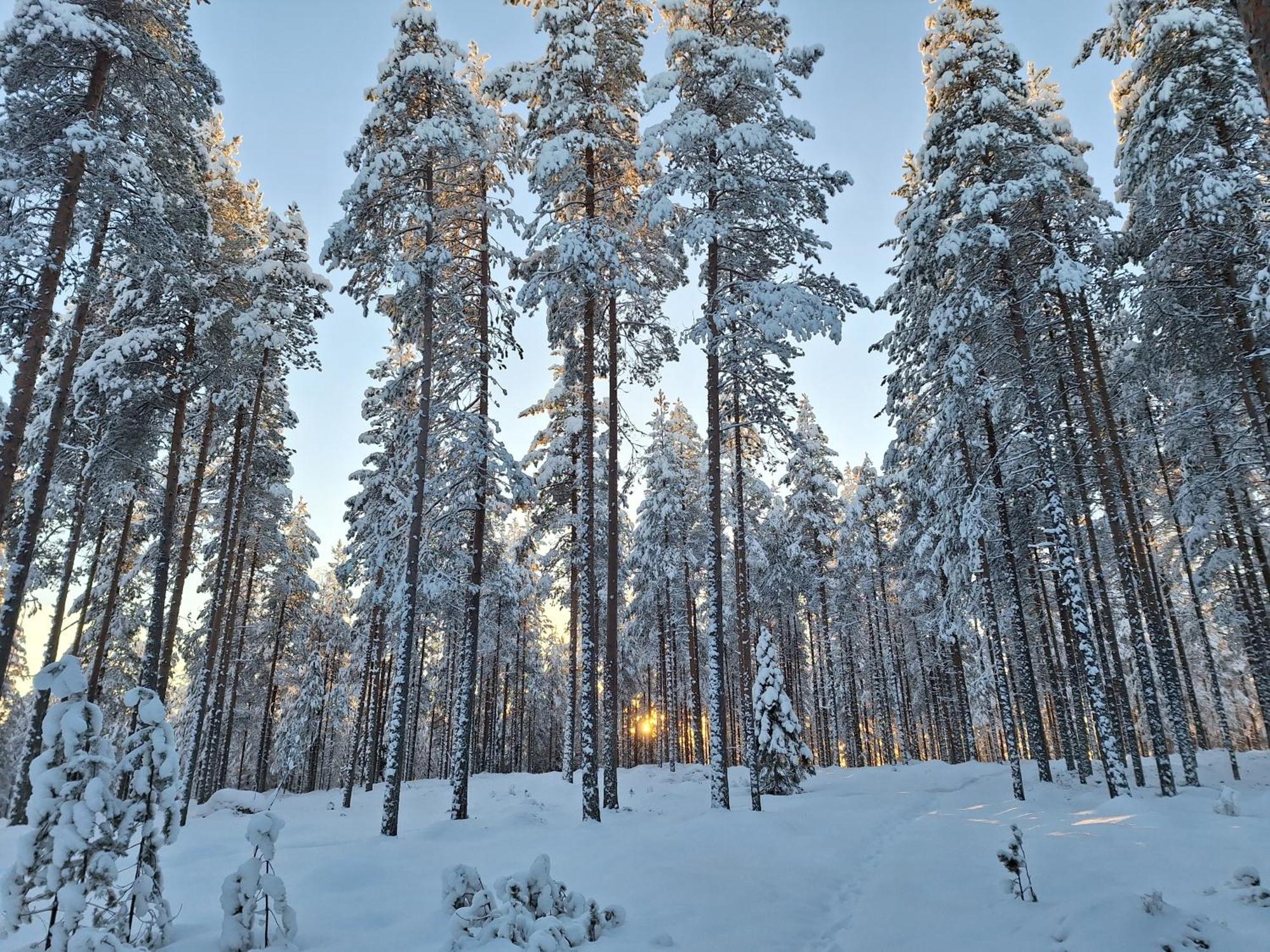 Villa Aleksi With Sauna Rovaniemi Exterior foto